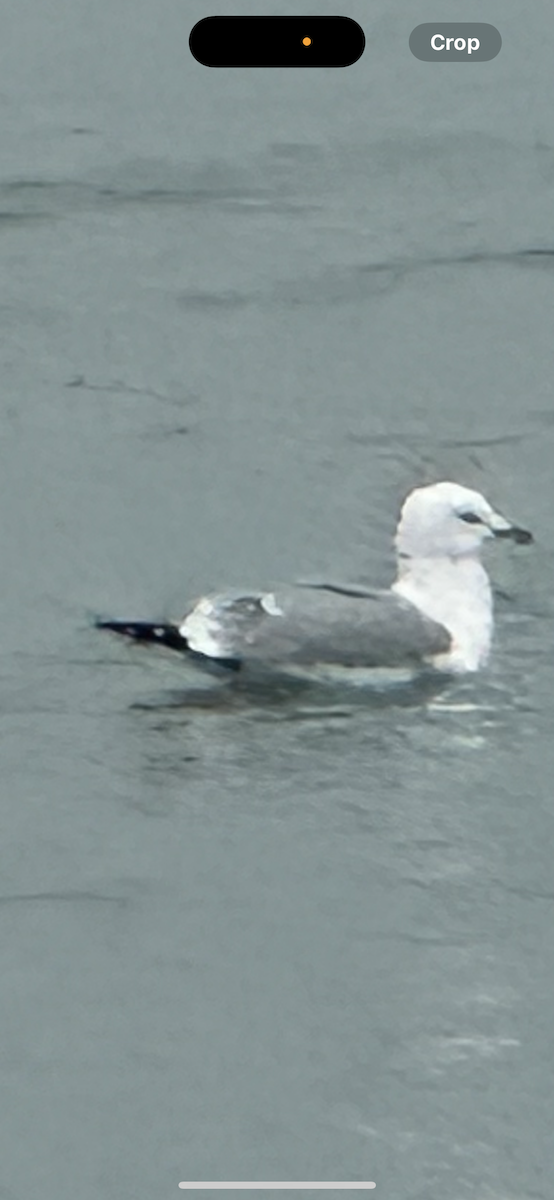 gull sp. - ML647581294