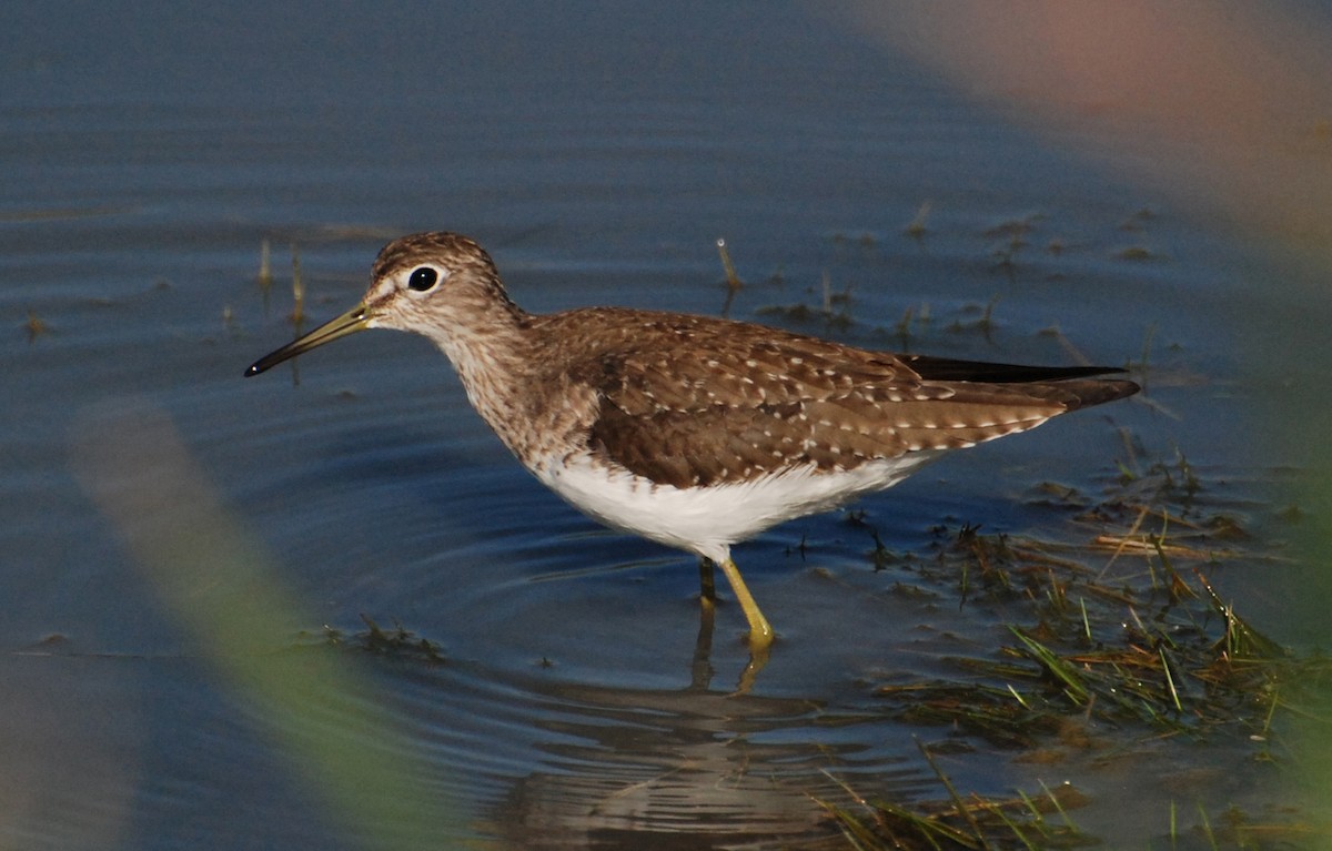 Solitary Sandpiper - ML647581298
