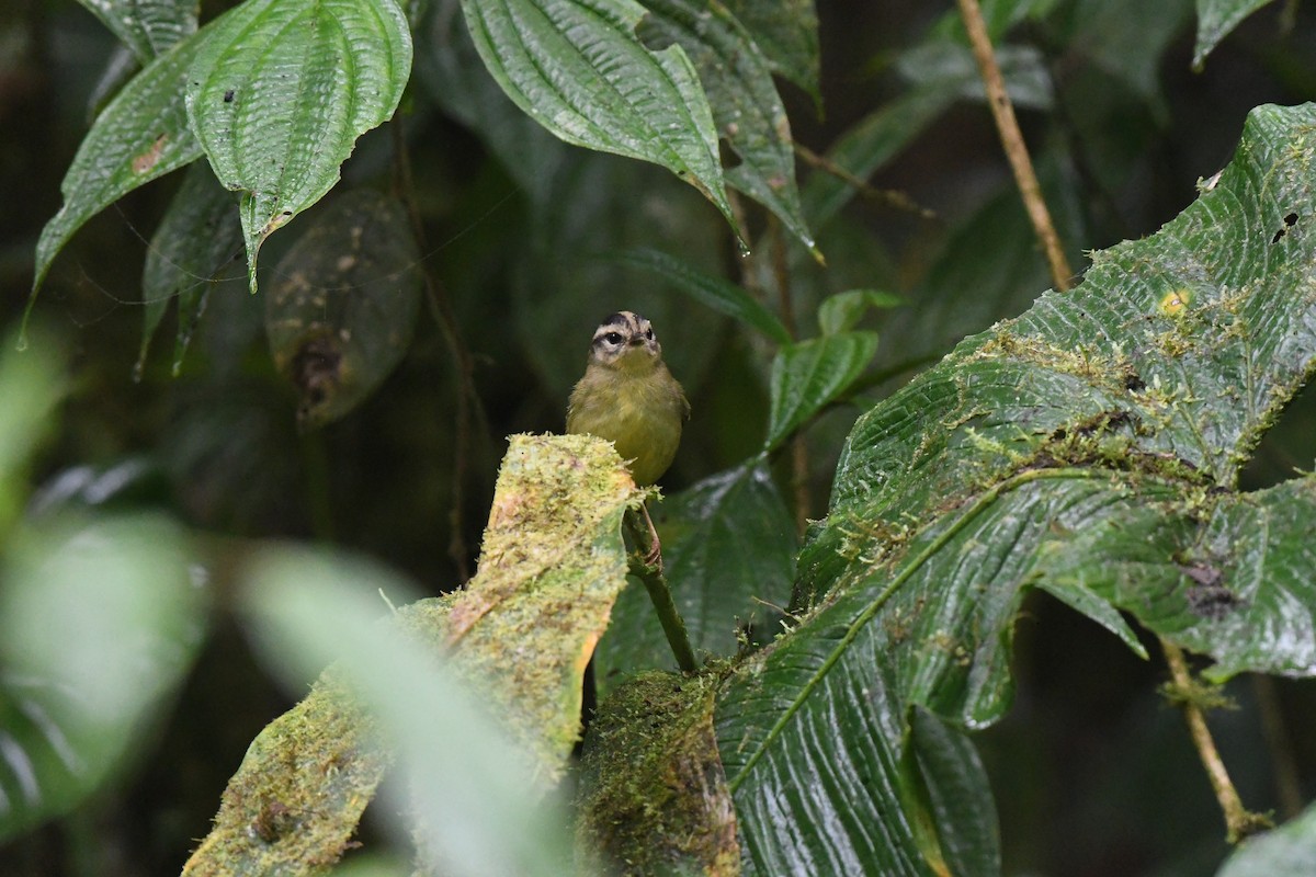 ミスジアメリカムシクイ - ML647581302