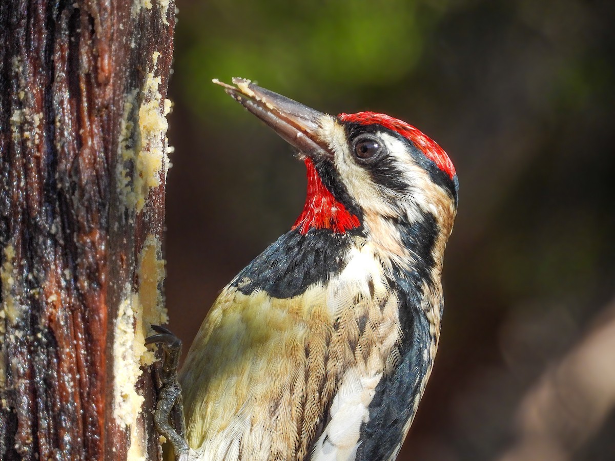 kanadasevjespett - ML647581306