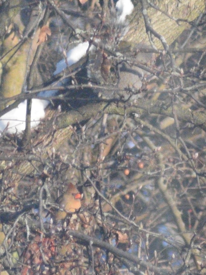 rødkardinal - ML647581308