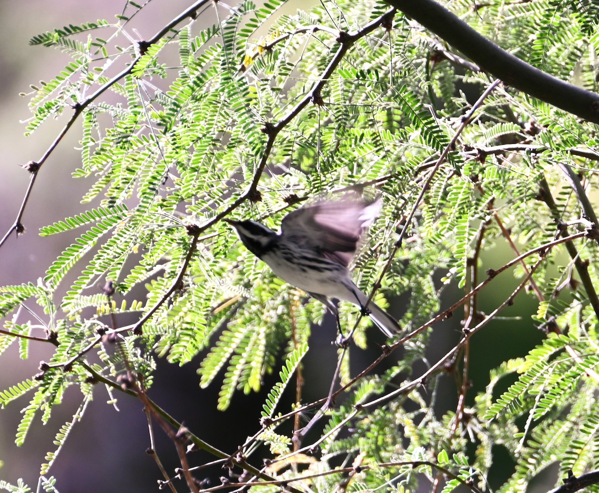 gråparula - ML647581317