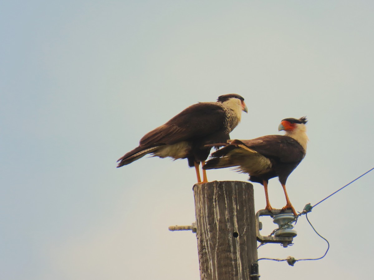 gribbkarakara - ML647581318