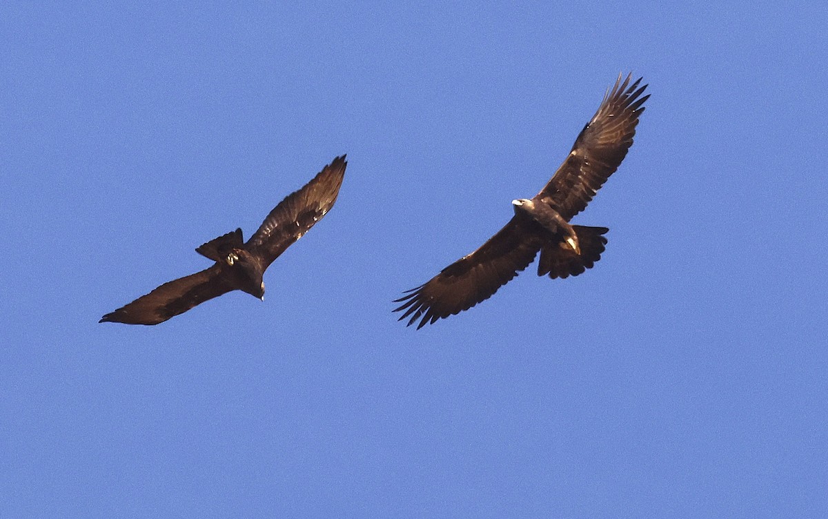 kongeørn - ML647581319