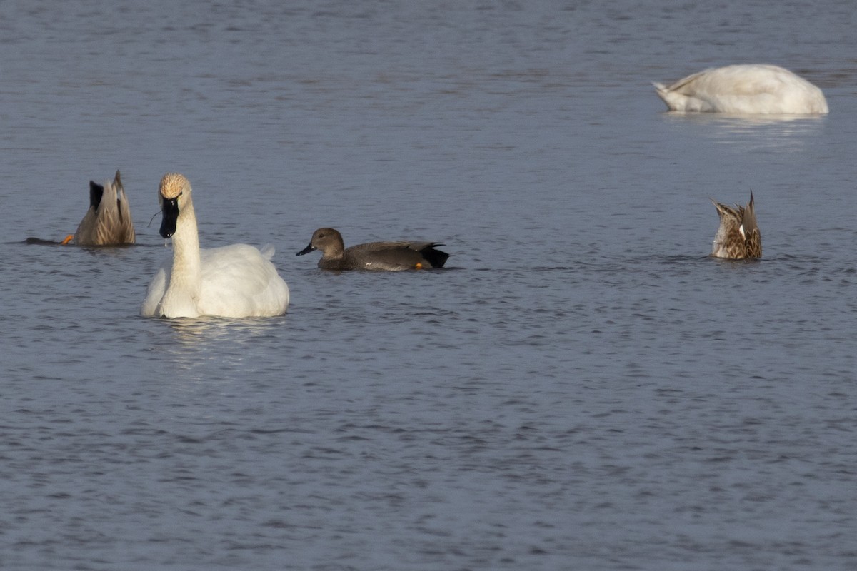 dvergsvane - ML647581320