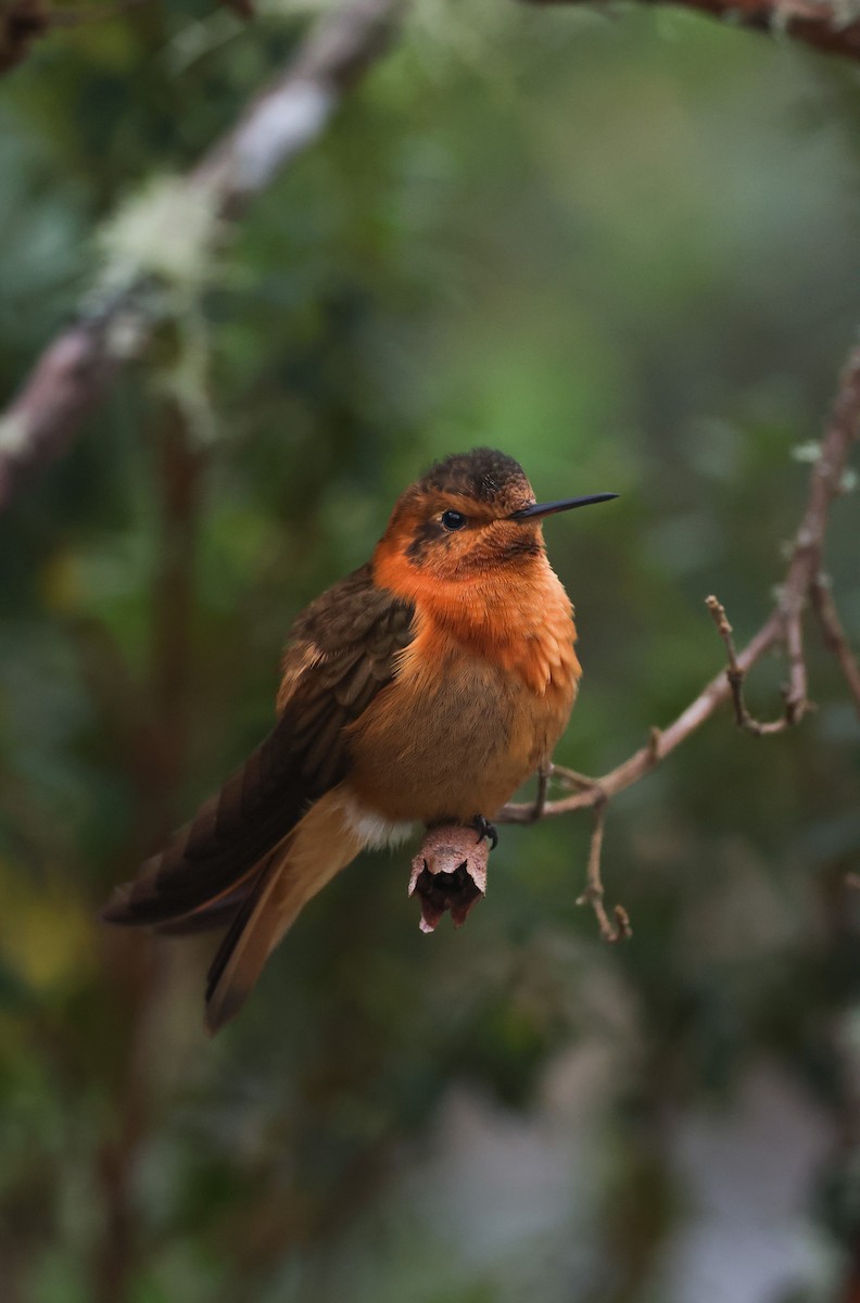 kobbersolkolibri - ML647581321