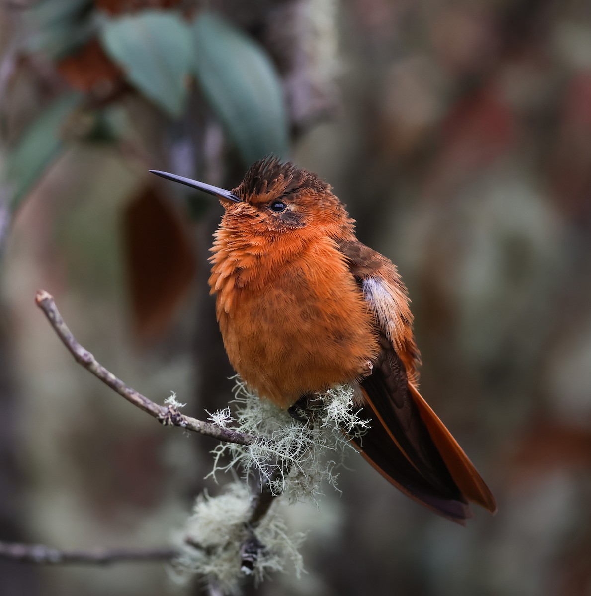 kobbersolkolibri - ML647581322