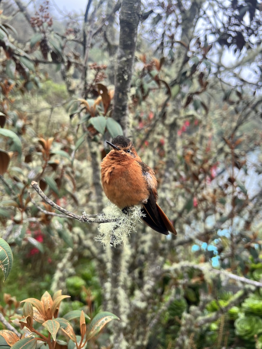 kobbersolkolibri - ML647581323