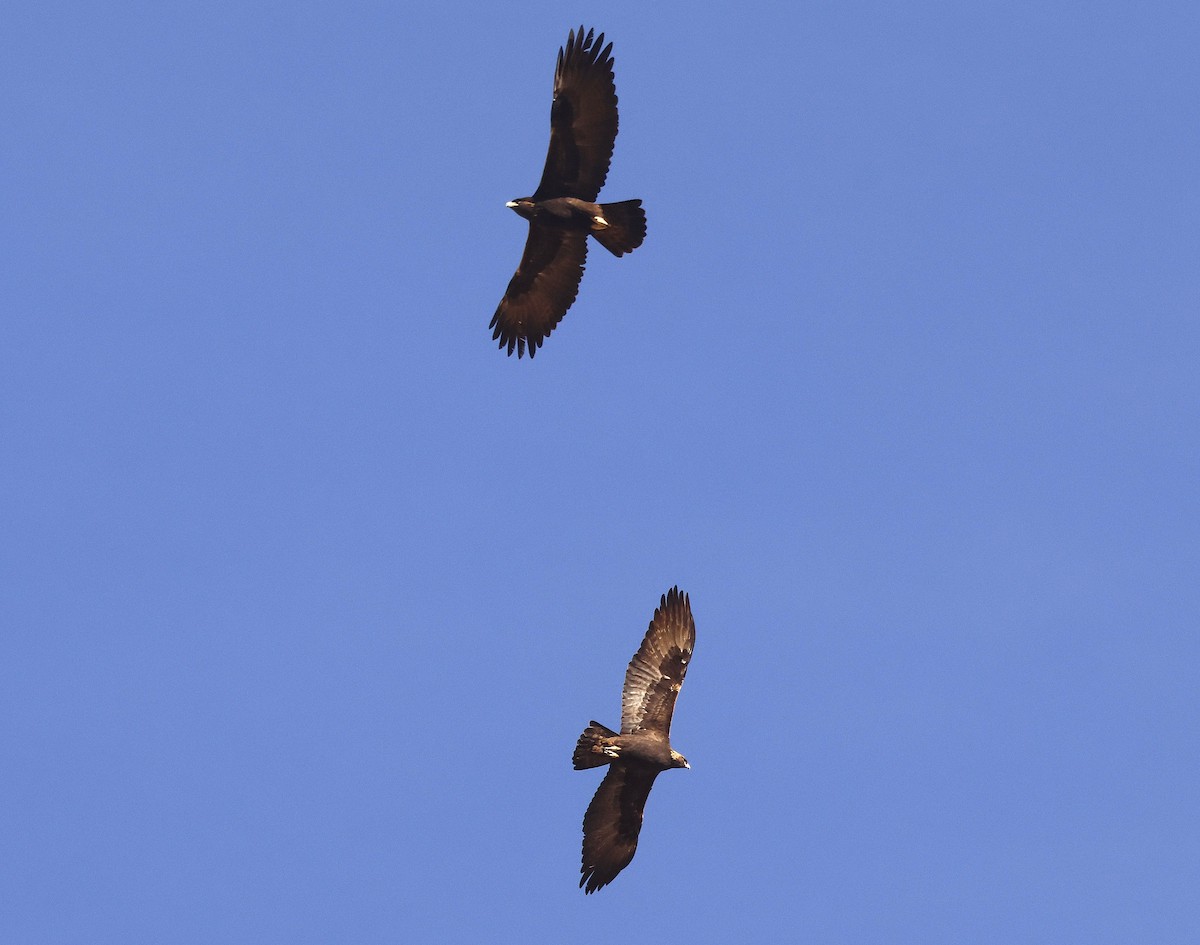 kongeørn - ML647581324