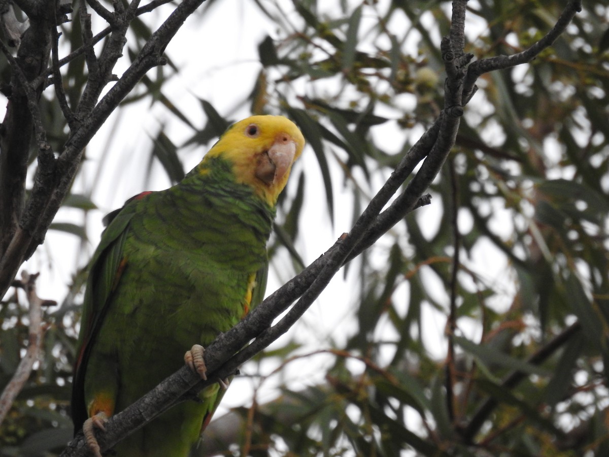 gulhodeamazon - ML647581325