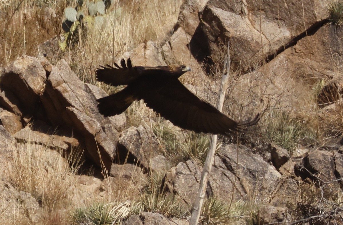 kongeørn - ML647581326