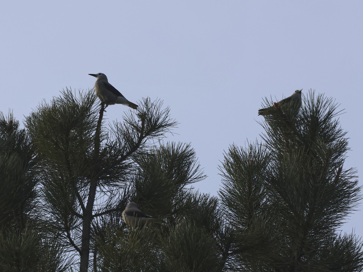 konglekråke - ML647581327