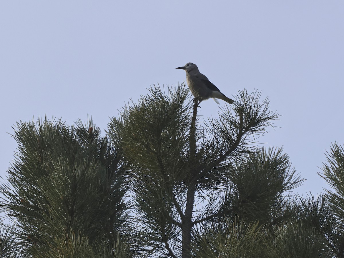 konglekråke - ML647581328