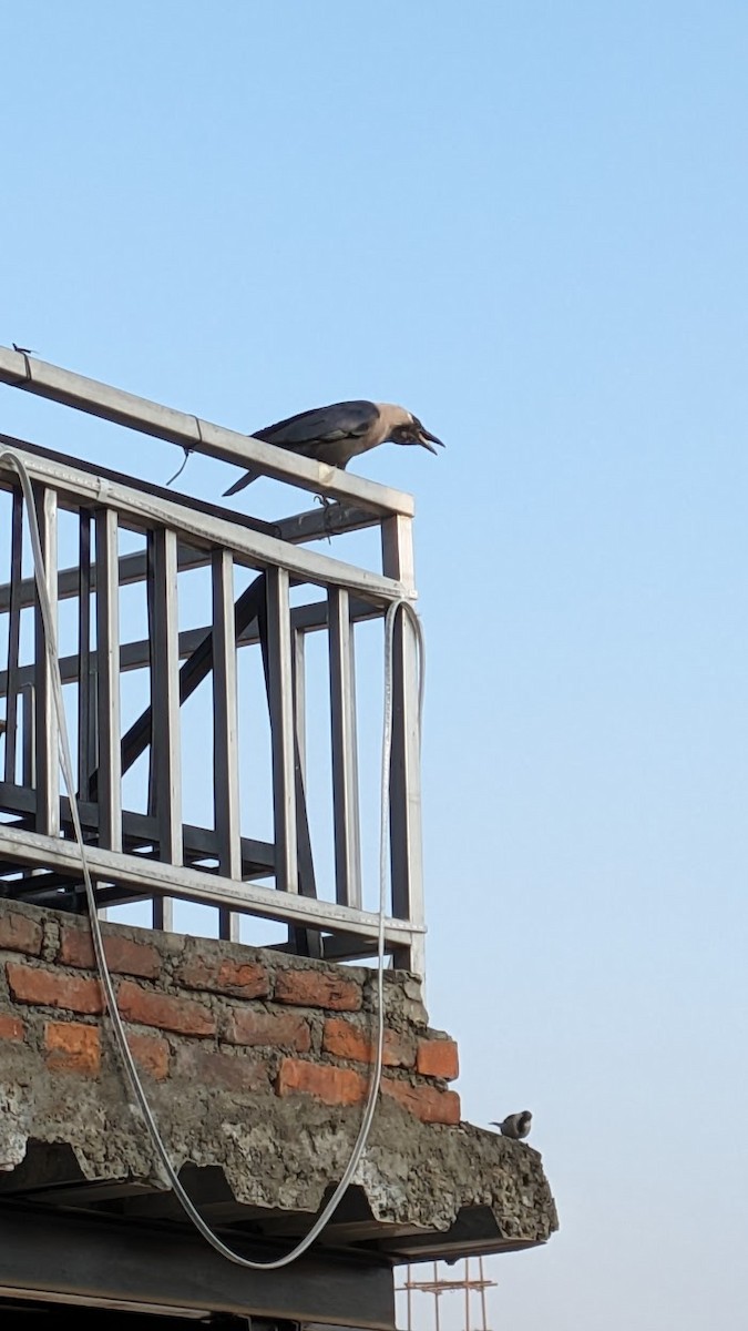 huskråke - ML647581329