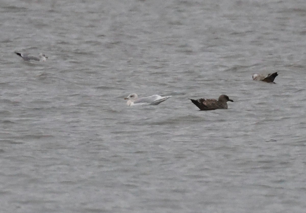 grønlandsmåke - ML647581330