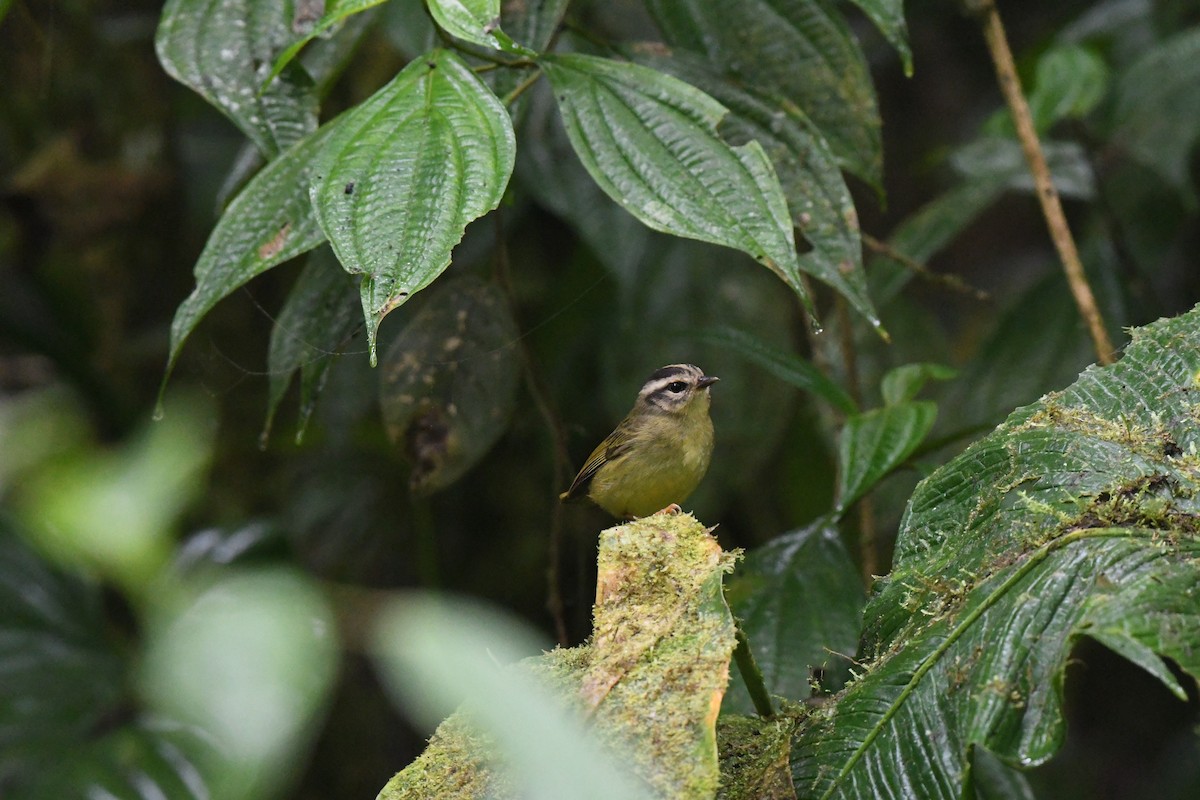 stripehodeparula - ML647581331