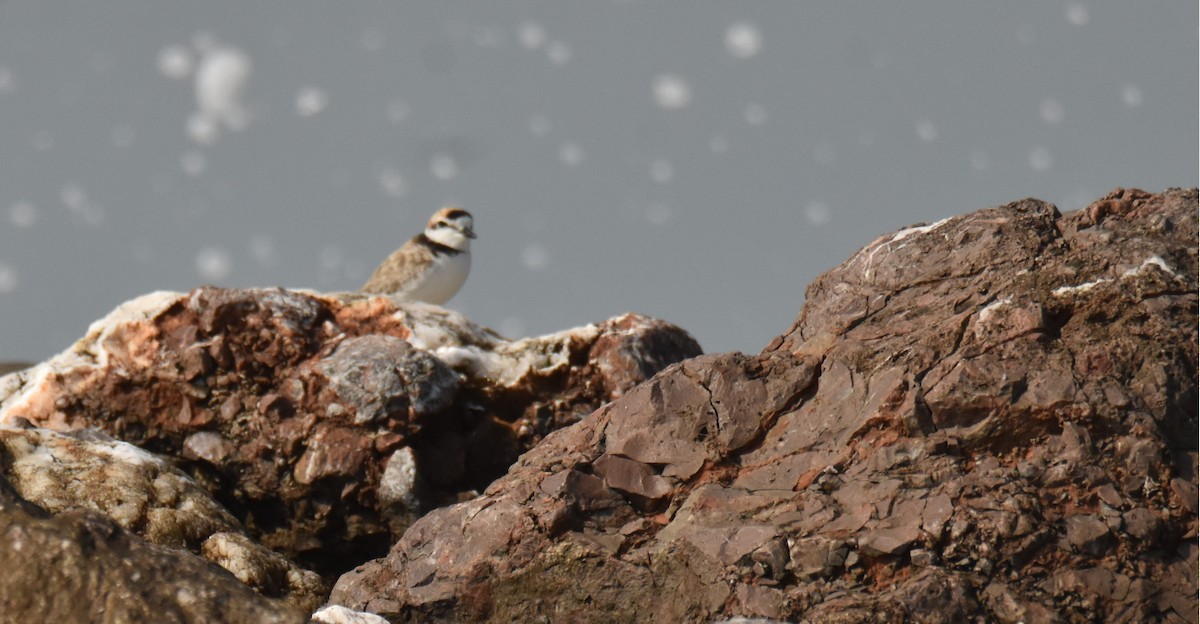 arkipello - ML647581334