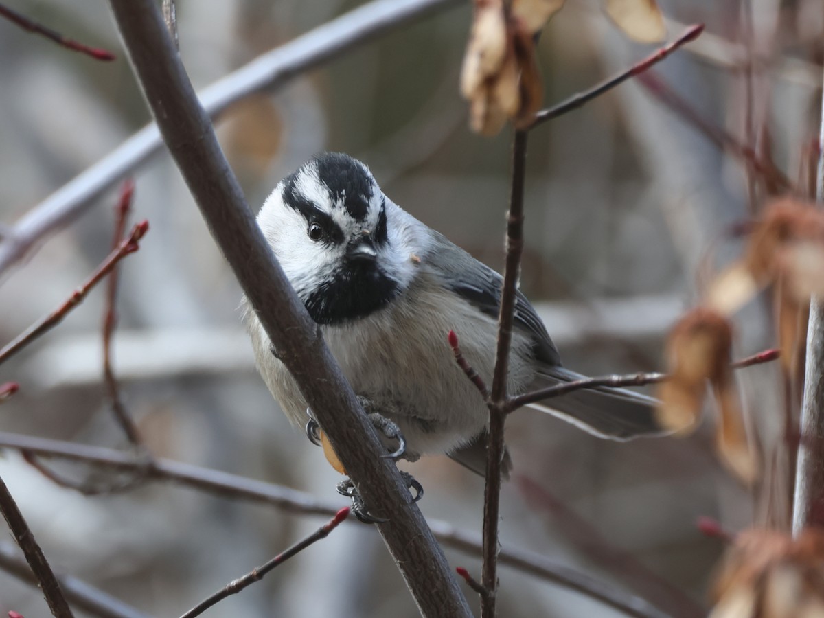 bergmeis - ML647581335