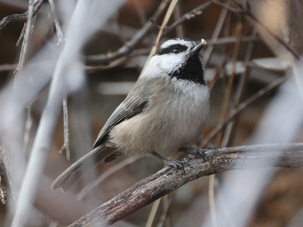 bergmeis - ML647581336