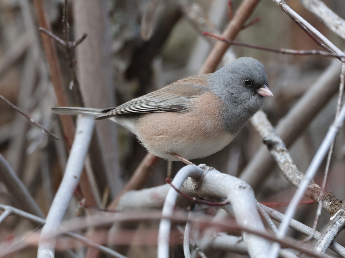 vinterjunko (mearnsi) - ML647581338