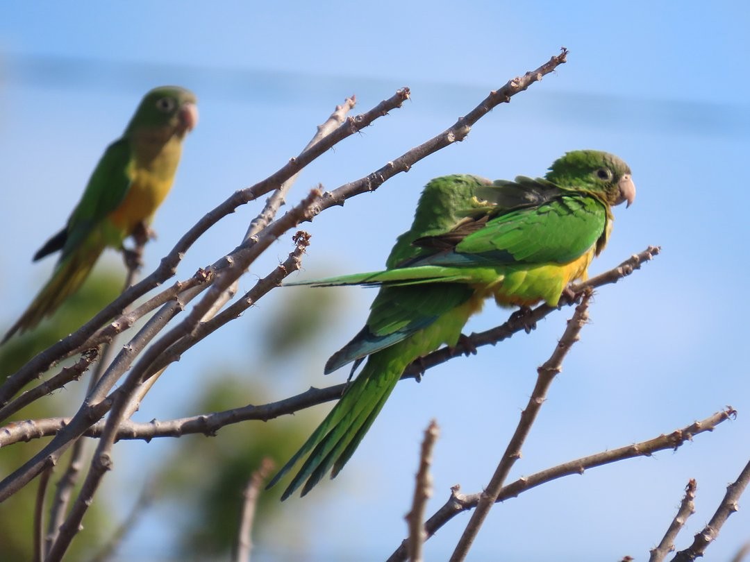 kaktusparakitt - ML647581339