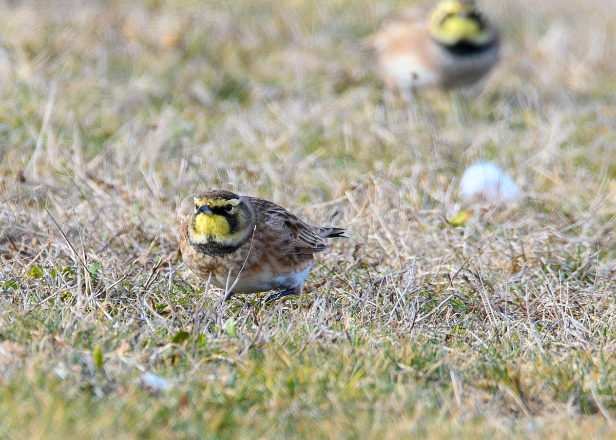 fjellerke - ML647581340