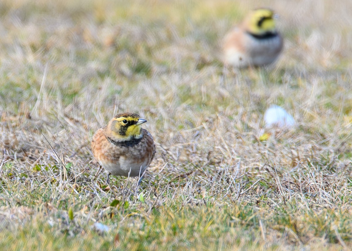 fjellerke - ML647581341