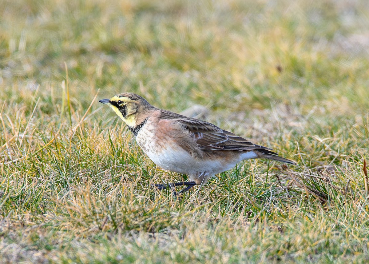 fjellerke - ML647581342