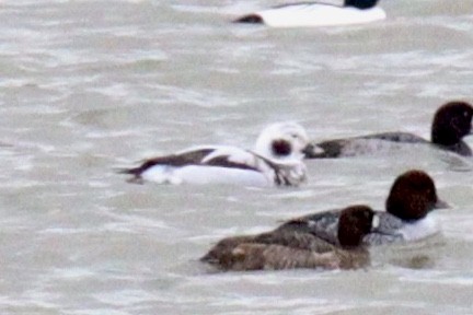 havelle - ML647581343