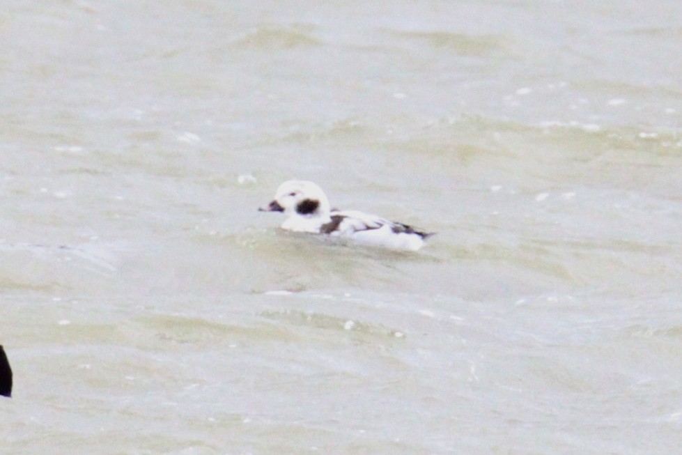 havelle - ML647581344