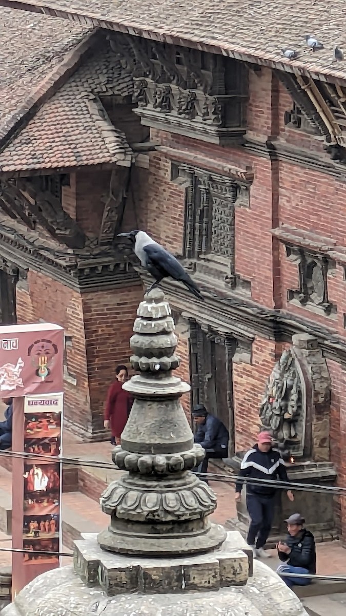 huskråke - ML647581352