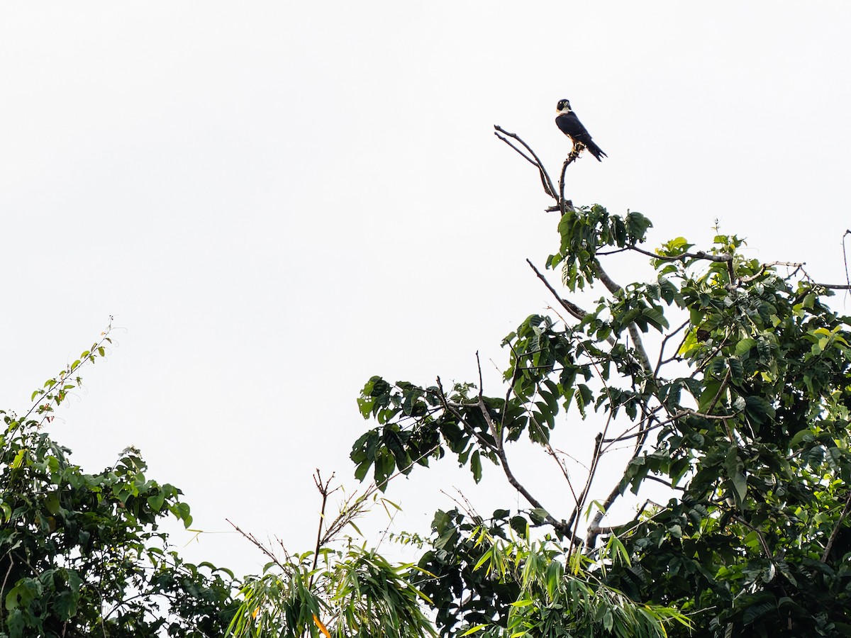 Orange-breasted Falcon - ML647581368