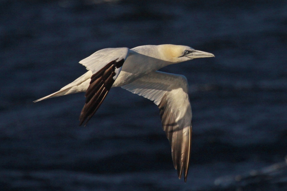 סולה מצויה - ML647581373