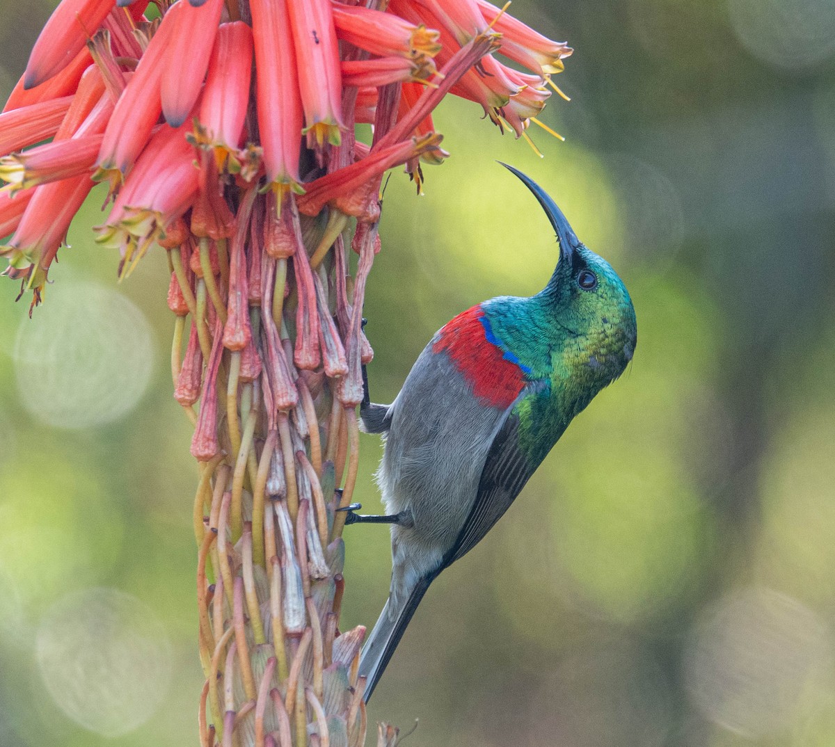Southern Double-collared Sunbird - ML647581376