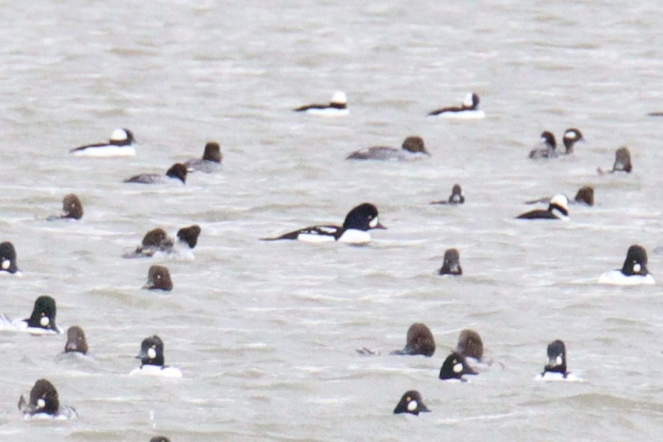 Barrow's Goldeneye - ML647581394
