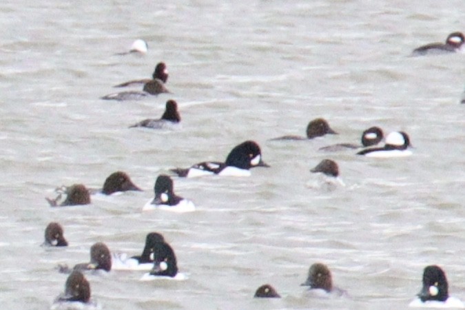 Barrow's Goldeneye - ML647581395
