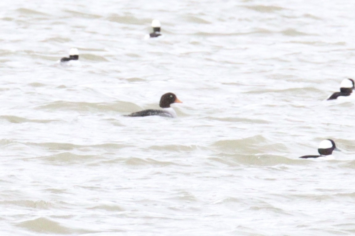 Barrow's Goldeneye - ML647581396
