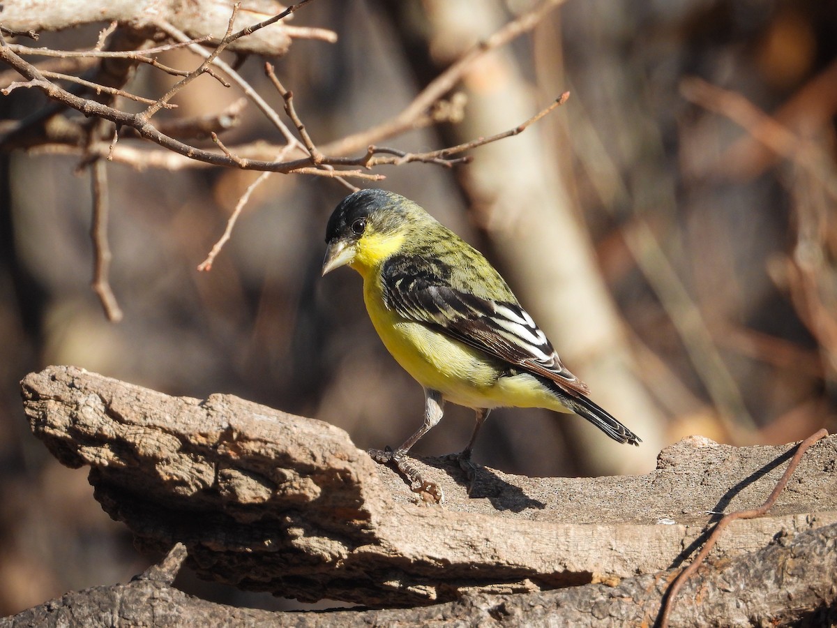 Lesser Goldfinch - ML647581400