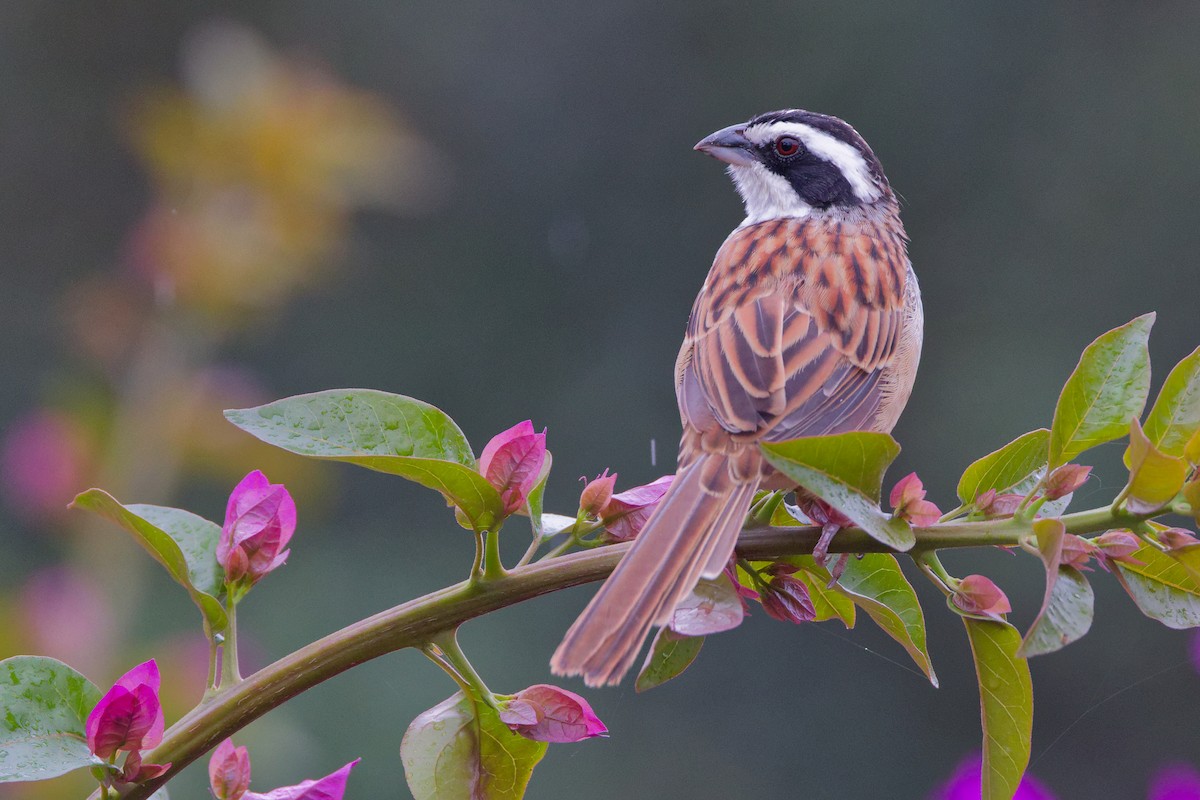 Stripe-headed Sparrow - ML647581406