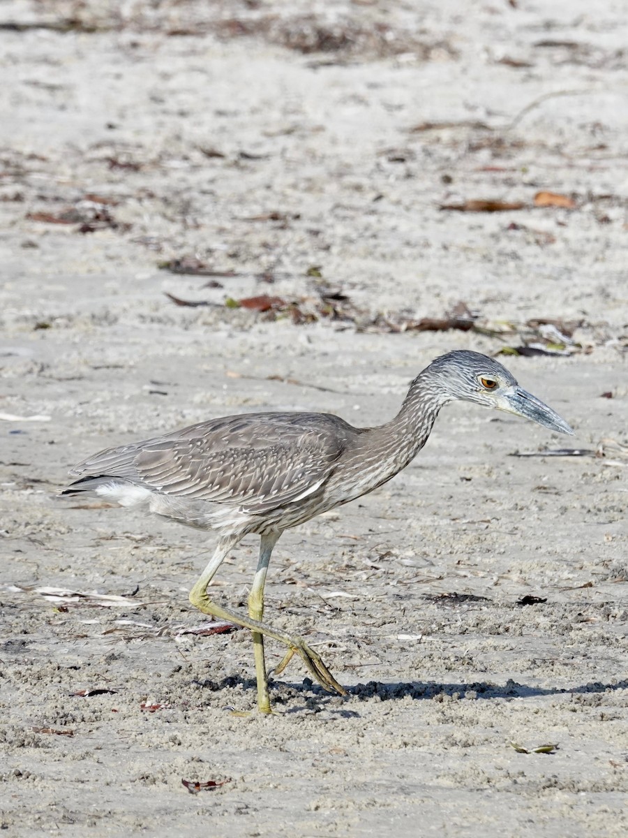 Yellow-crowned Night Heron - ML647581421
