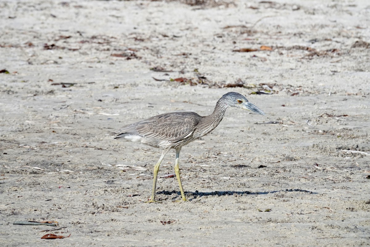 Yellow-crowned Night Heron - ML647581424