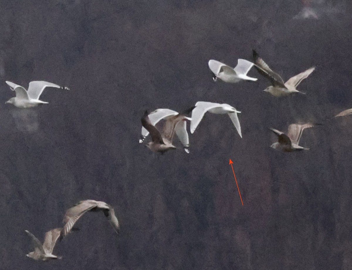 アイスランドカモメ - ML647581428