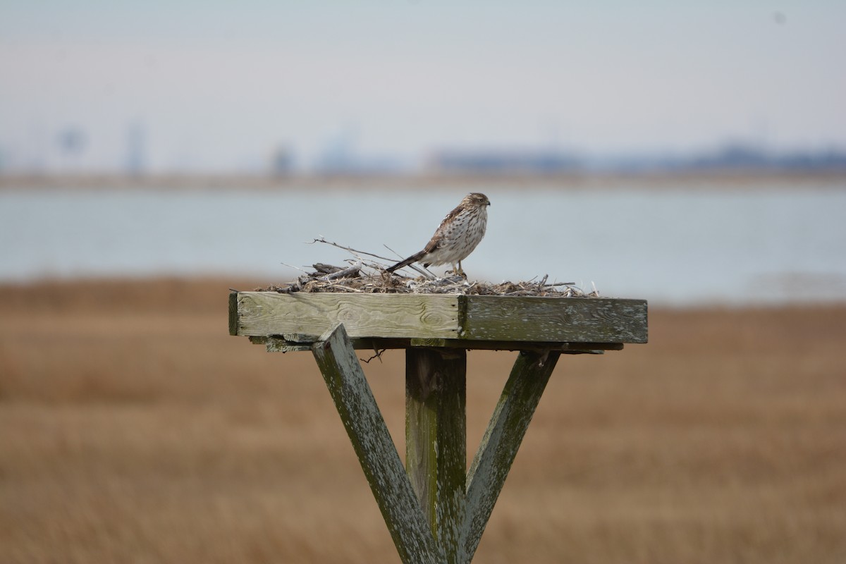 クーパーハイタカ - ML647581431