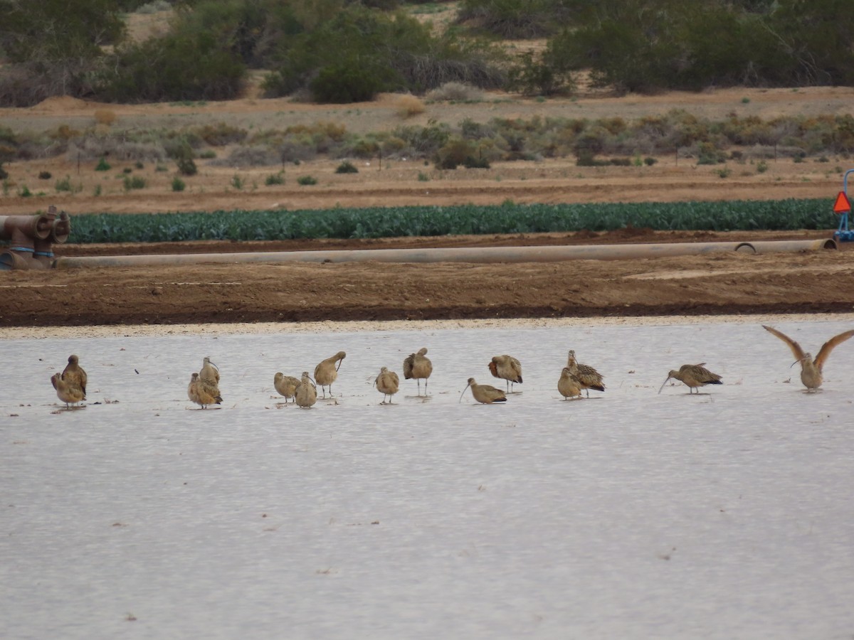 Long-billed Curlew - ML647581437