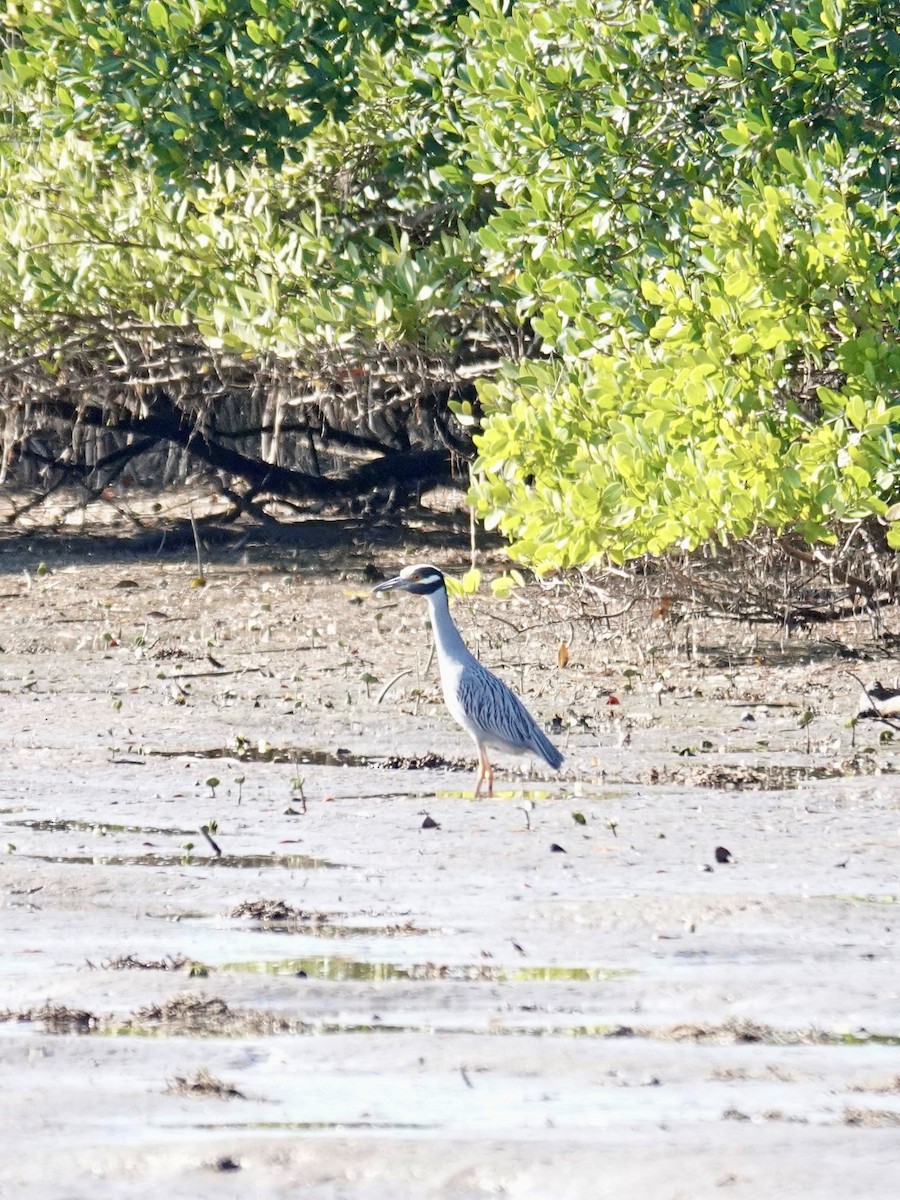 Yellow-crowned Night Heron - ML647581439