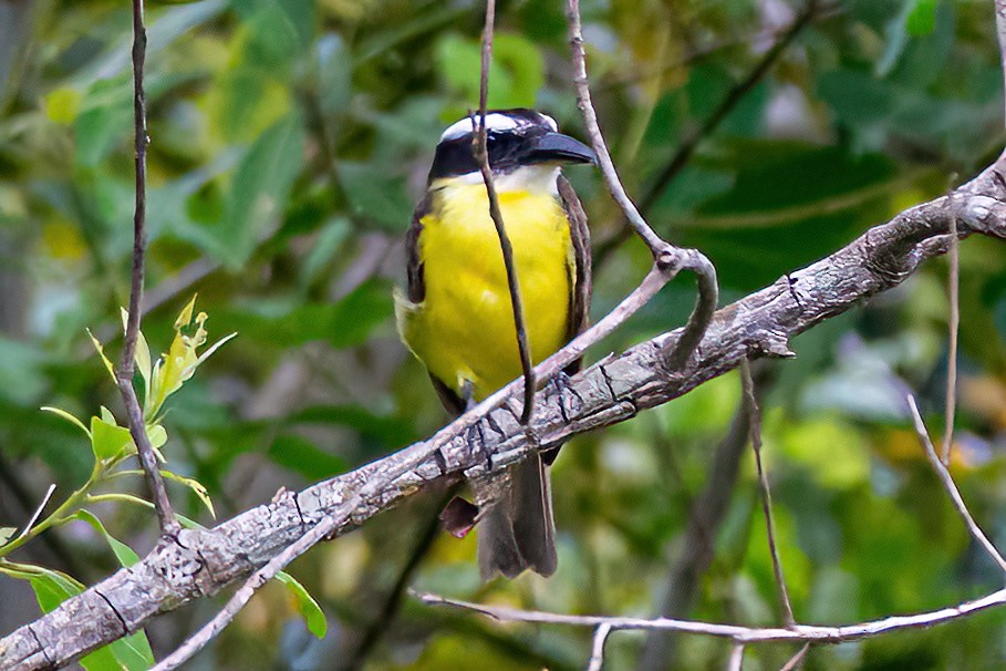 Boat-billed Flycatcher - ML647581451