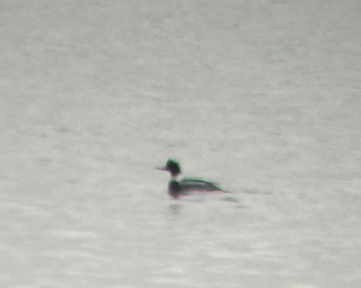 Red-breasted Merganser - ML647581454