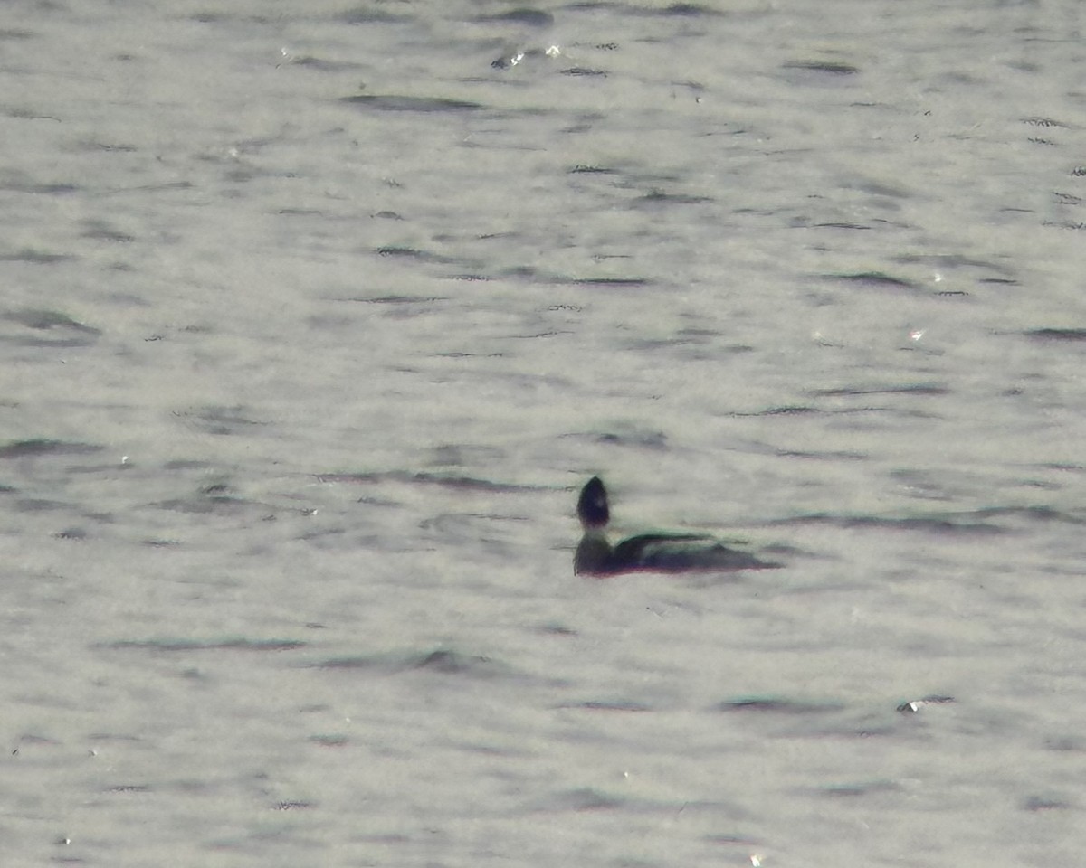 Red-breasted Merganser - ML647581457