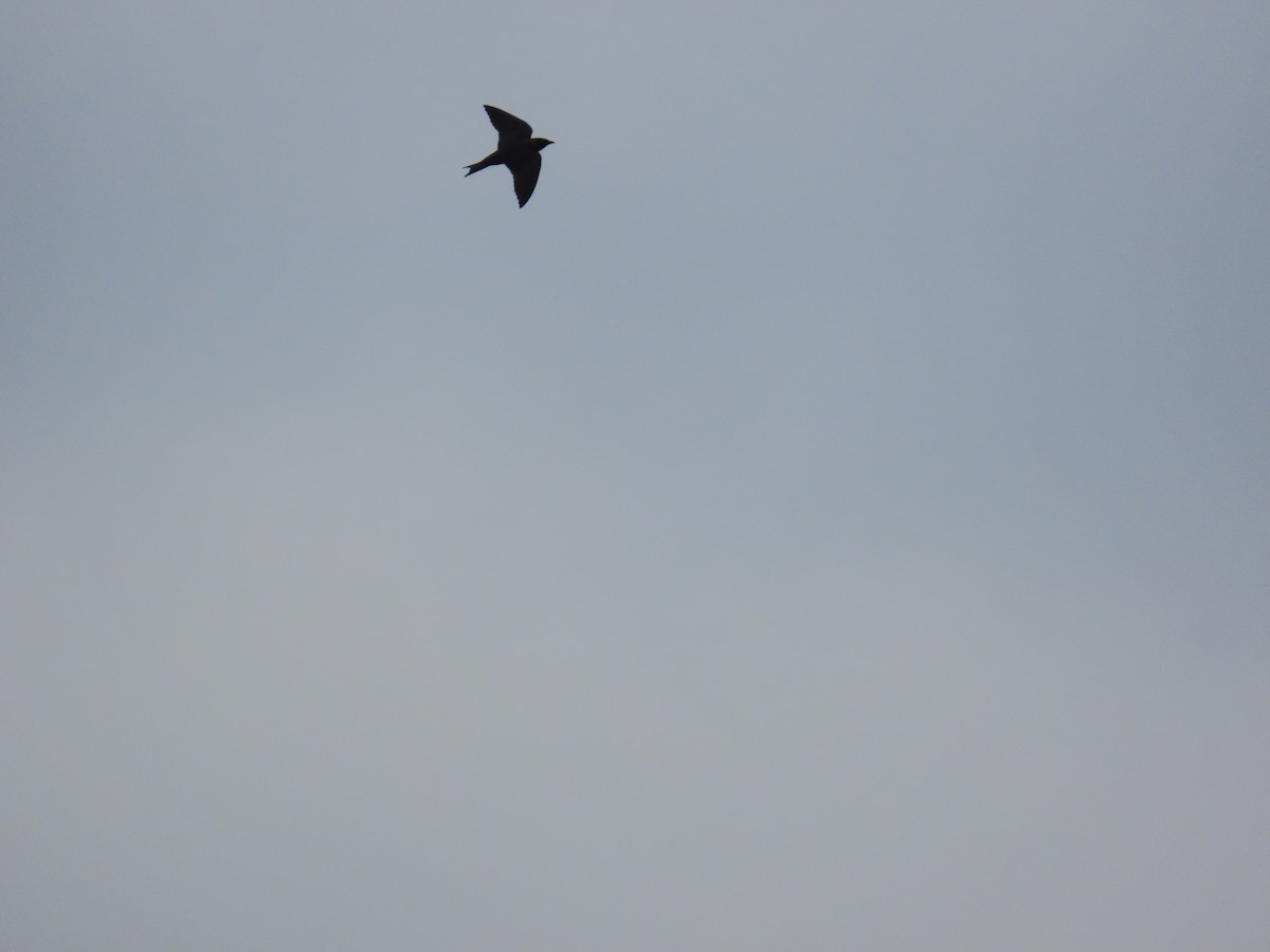 Большая ласточка - ML647581458