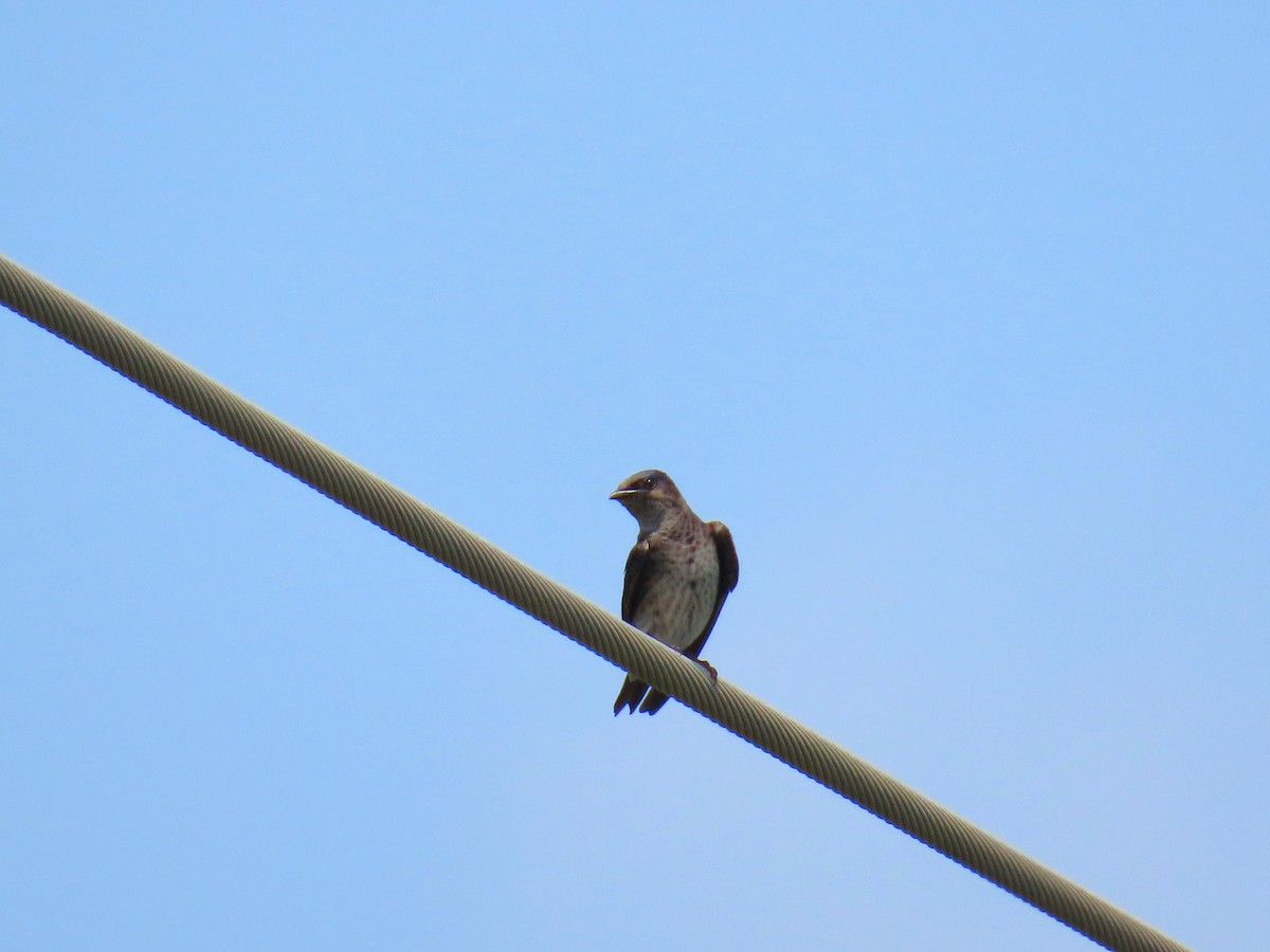 Большая ласточка - ML647581464